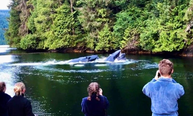 Whales?!