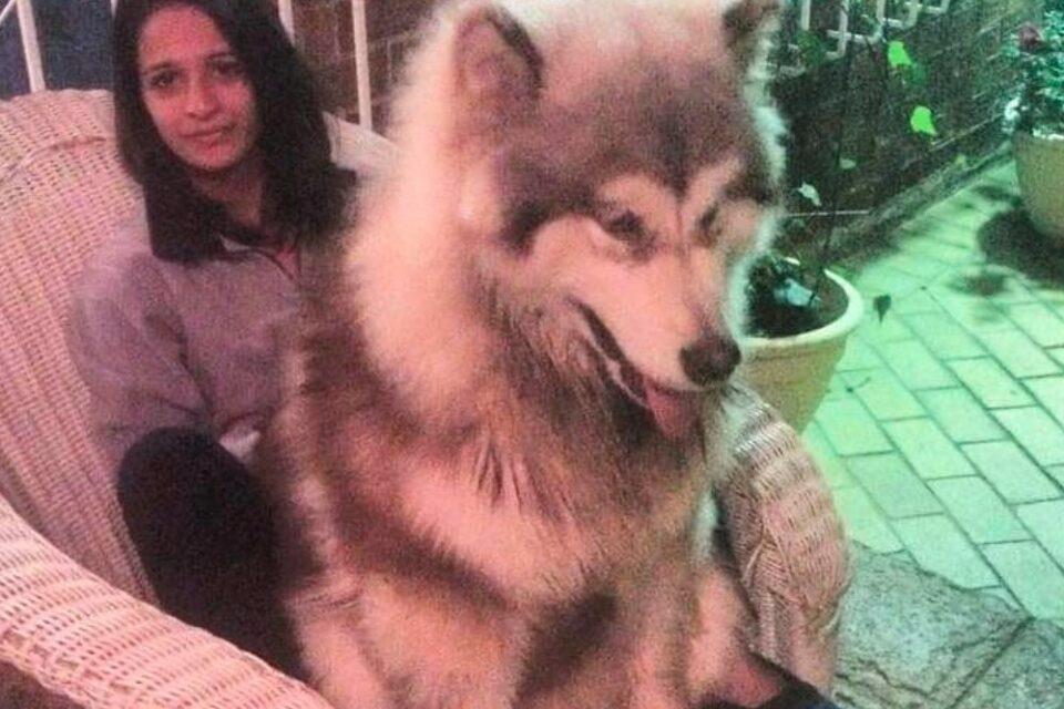 Alaskan Malamute