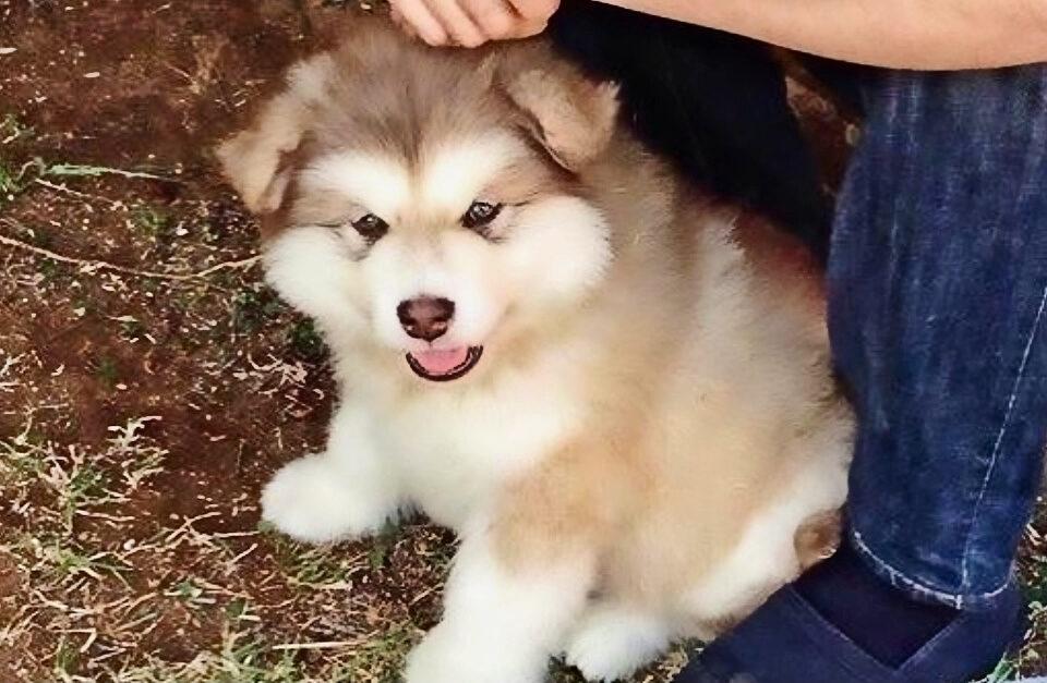 In Search Of The Perfect Dog