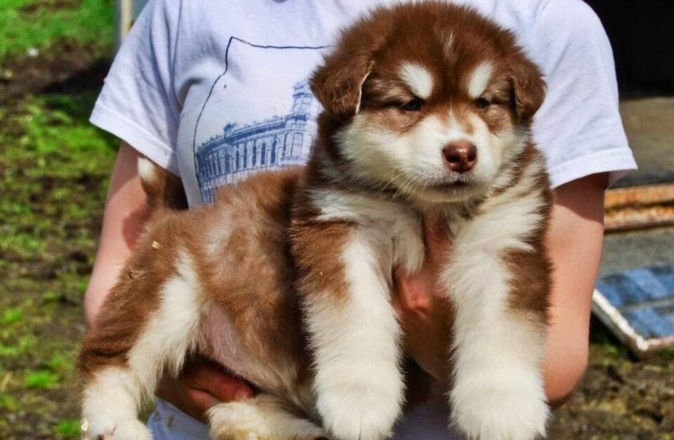 Looking For A Furry Friend