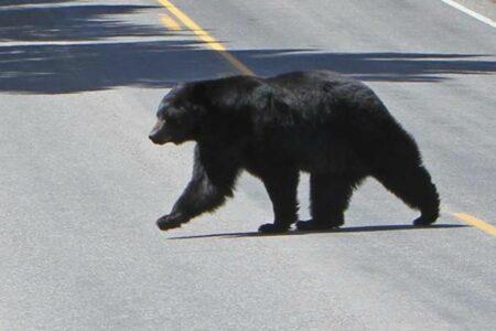2022/03/42-Yellowstone-National-Park.jpg