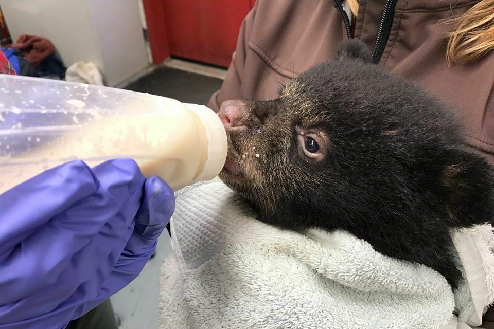 Little Bear Cub
