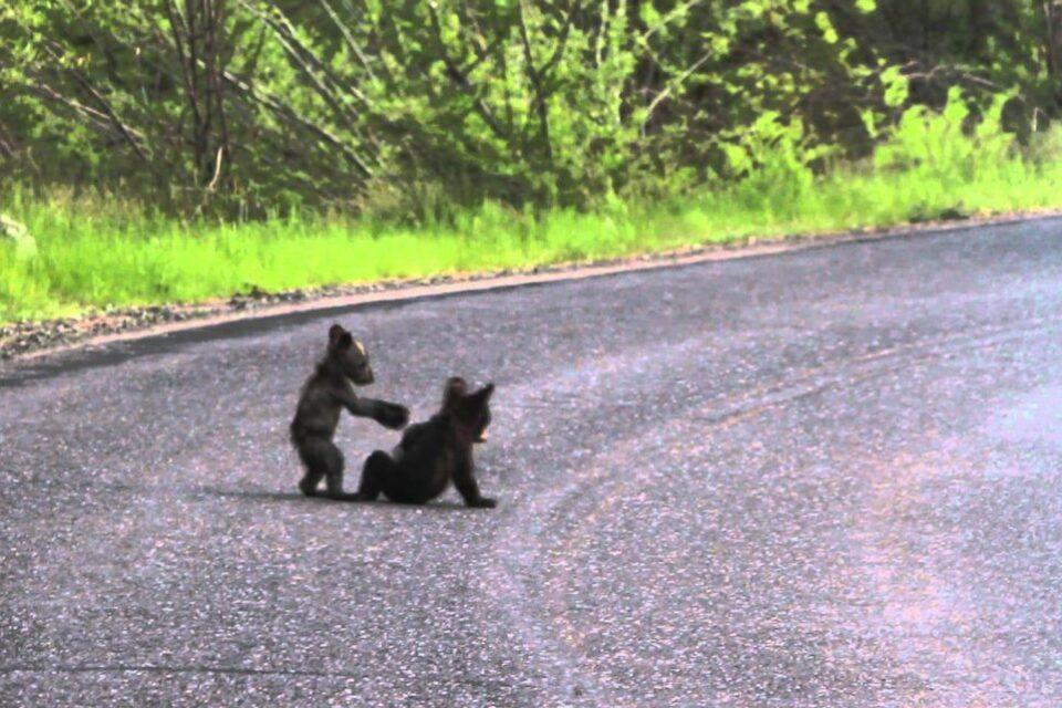 Little Cub
