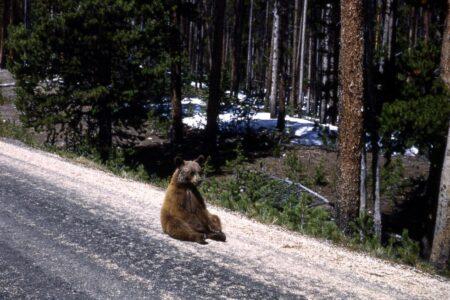 2022/03/32-Yellowstone-Photo-Collection.jpg