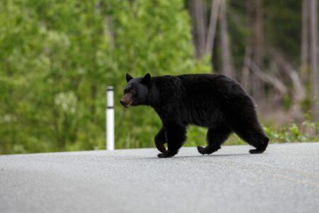 2022/03/31-Visit-My-Smokies.jpg