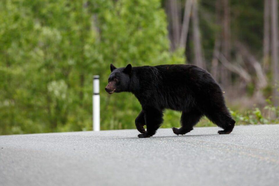 Black Bear