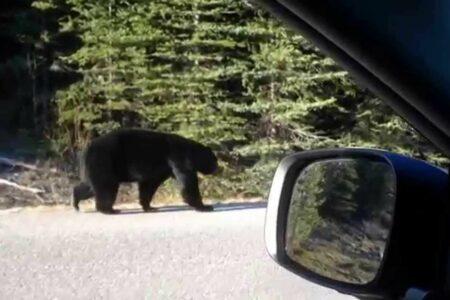 2022/03/30-Wildlife-On-The-Road.jpg