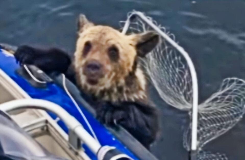 Saving The Cub