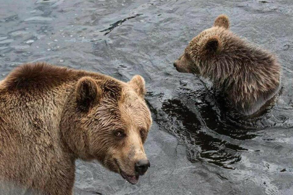 Three Bears
