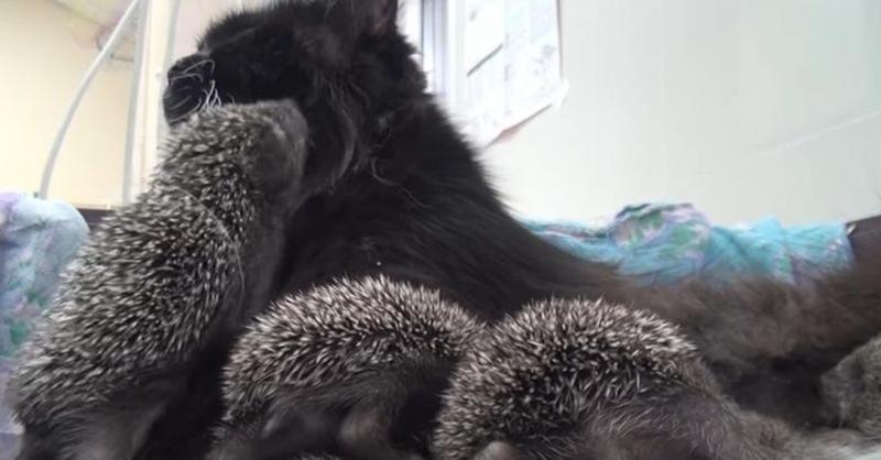 Spikey Babies