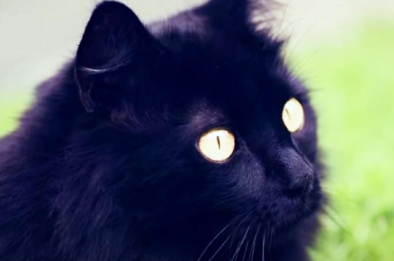 Abandoned Kitty