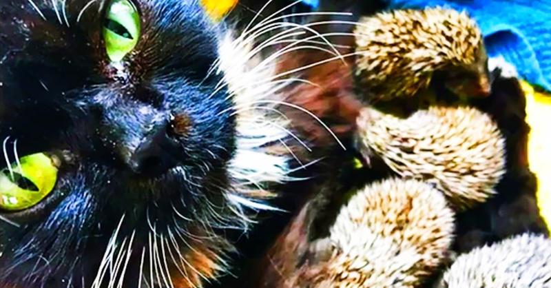 Muska The Cat