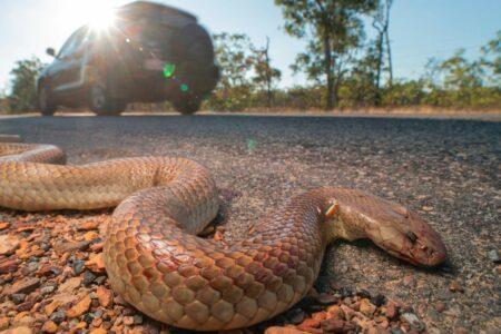 2022/03/19-Australia-Geographic.jpg
