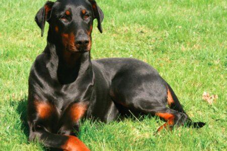 2022/03/13-Australian-Dog-Lover.jpg