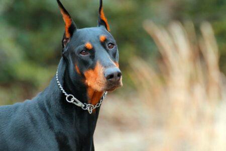 2022/03/6-petplace.jpg