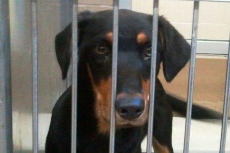 2022/03/3-Last-Hope-Doberman-Rescue.jpg
