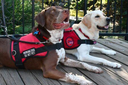 2022/03/29-Patriot-Service-Dogs.jpg
