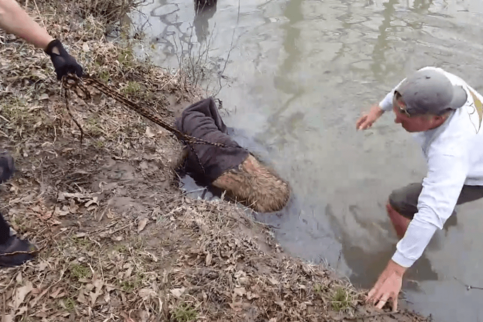 Encased In Mud