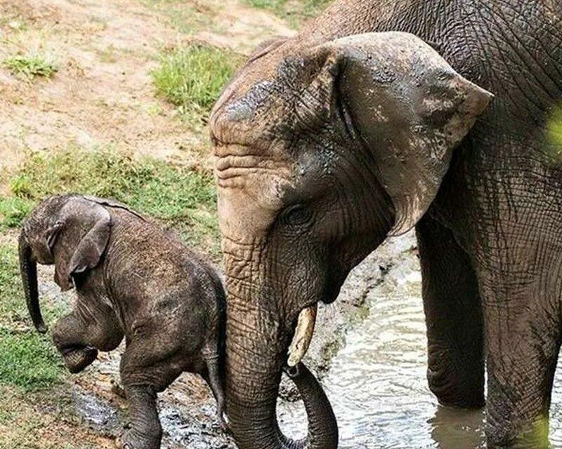 Pure Joy