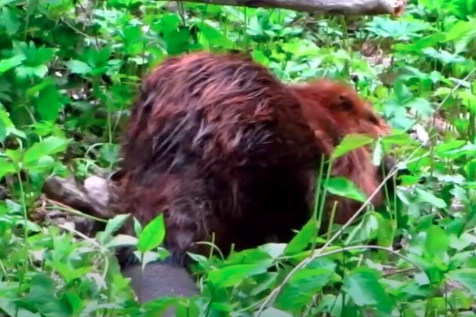 Walking After The Beaver