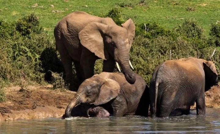 The Older Elephants Knew