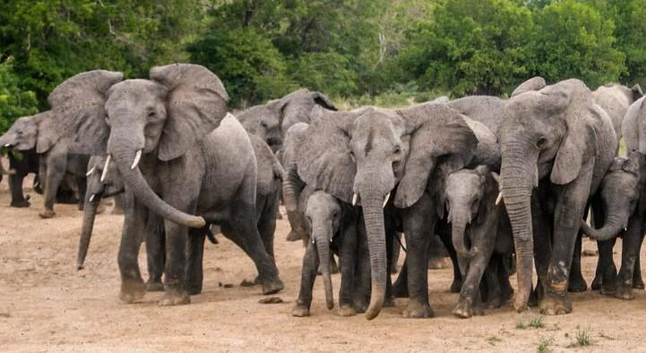 The Herd