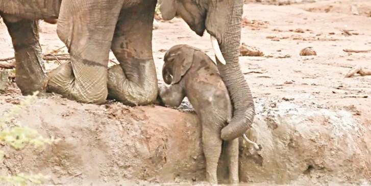 Troubled Young Elephant