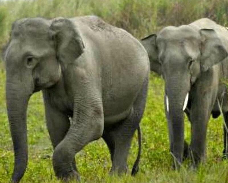 Peaceful Giants