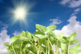 Plant sensor can remotely track water levels