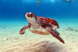 CLAIM project tackles the issue of marine plastic pollution