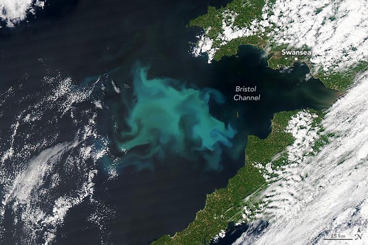 Summer blooms in the Atlantic Ocean