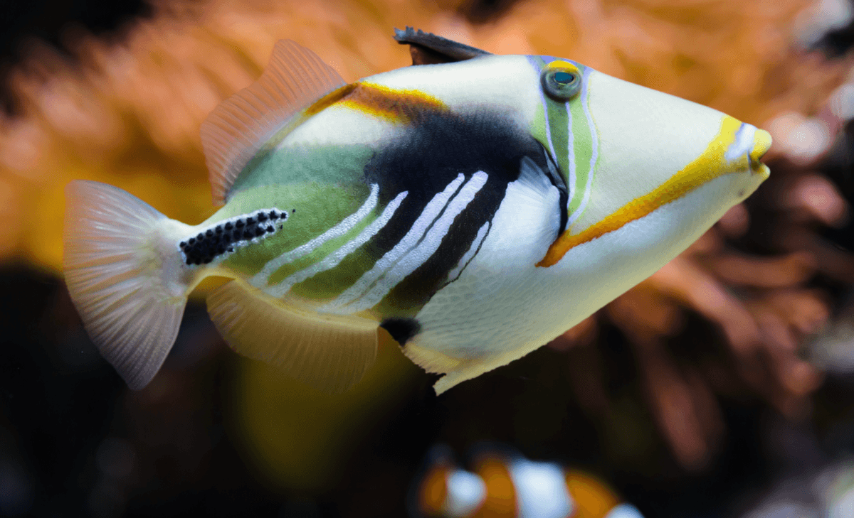Predatory fish become more voracious as waters warm