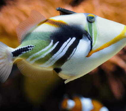 2022/06/Predatory-fish-2.png