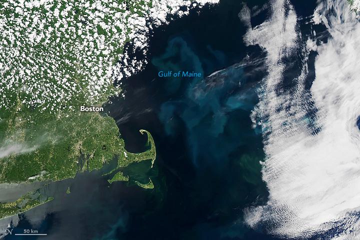 Phytoplankton are less productive in the Gulf of Maine