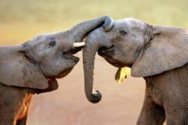 Flexible skin folds help elephants stretch their trunks