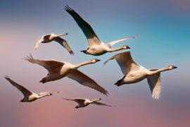 How does the climate affect the behavior of migratory birds?