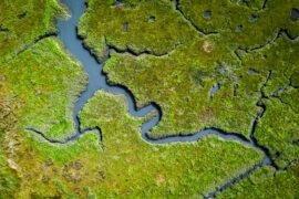 Coastal wetlands are threatened by salt water intrusion