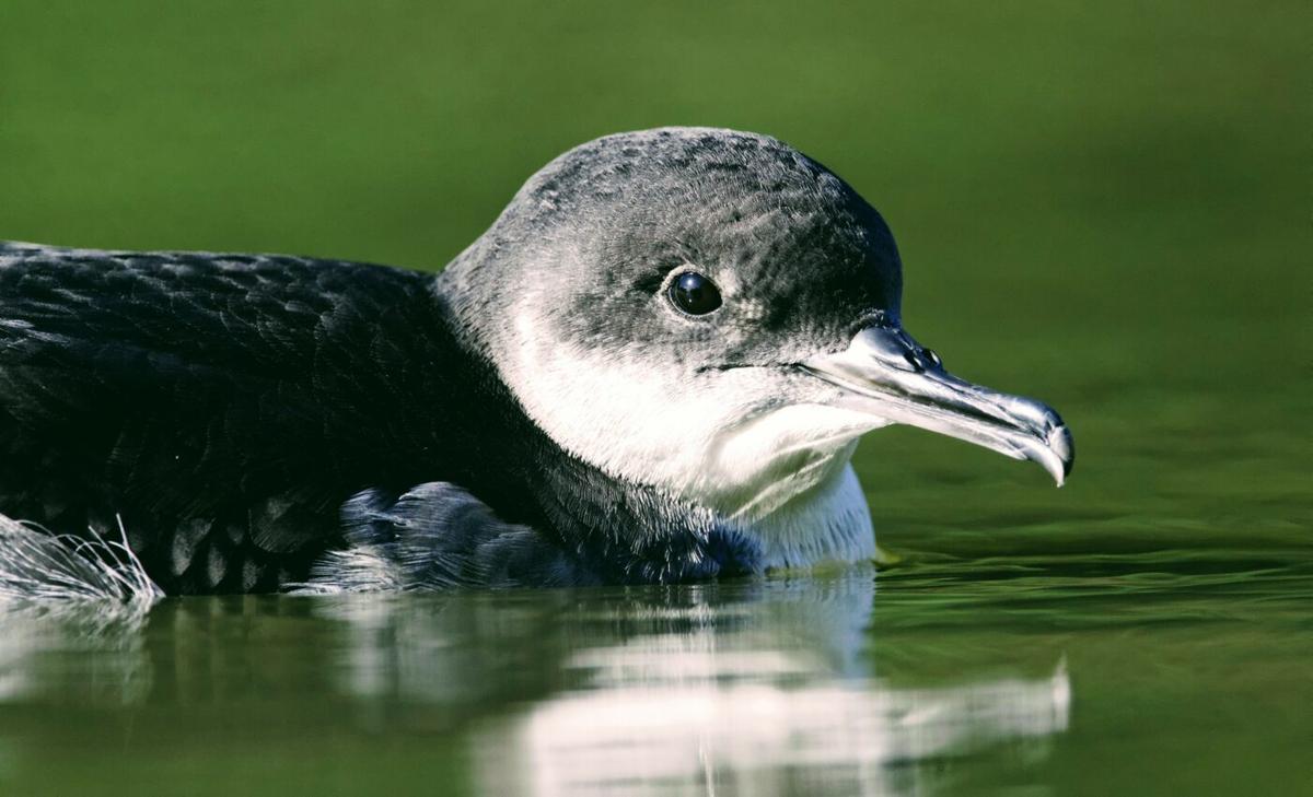 Seabirds struggle to find food in cloudy ocean water