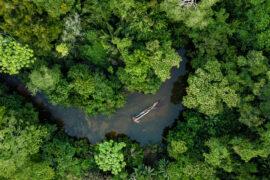 Monitoring deforestation in the Amazon through sounds