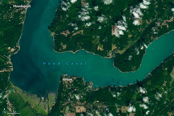 Brilliant, non-toxic bloom in Hood Canal