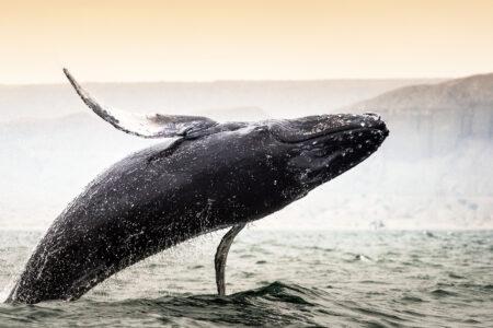 Humpback,Whale,Jump,In,Los,Organos,,Piura,,Peru.