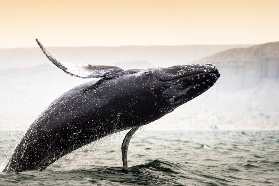 North Atlantic right whale