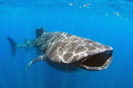 A,Beautiful,Whale,Shark,Cruising,Near,Cancun