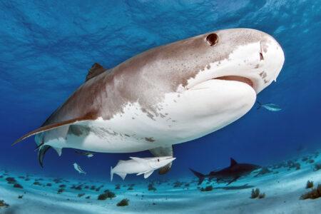 Tiger,Shark,On,Bahamas,Tiger,Beach