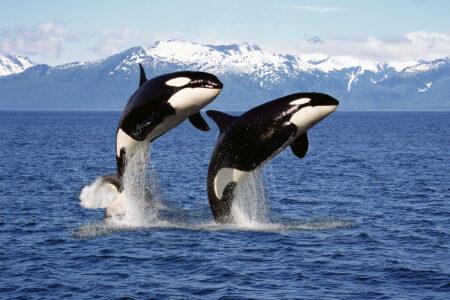 Killer,Whale,Orcinus,Orca,,Pair,Leaping,,Canada