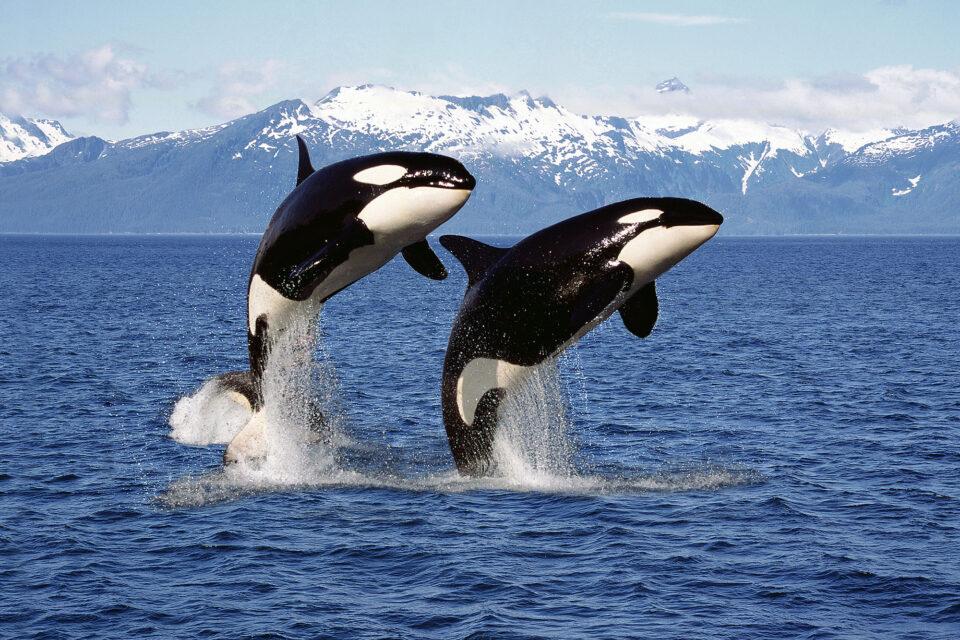 Orca the Killer Whale
