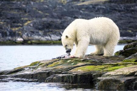 Polar,Bear,(ursus,Maritimus),Feeding,On,A,Seal,Carcass,,Button
