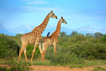 Two,Giraffes,Near,The,Forest,,Drakensberg,Mountains,In,The,Background
