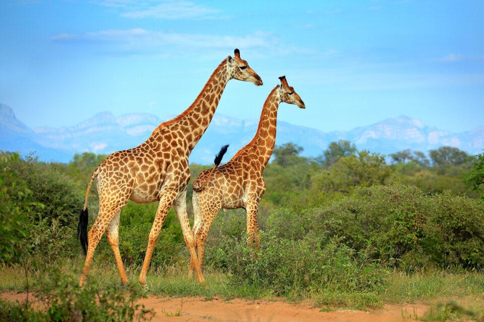Giraffe