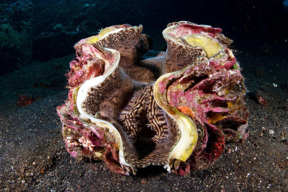Giant Clam